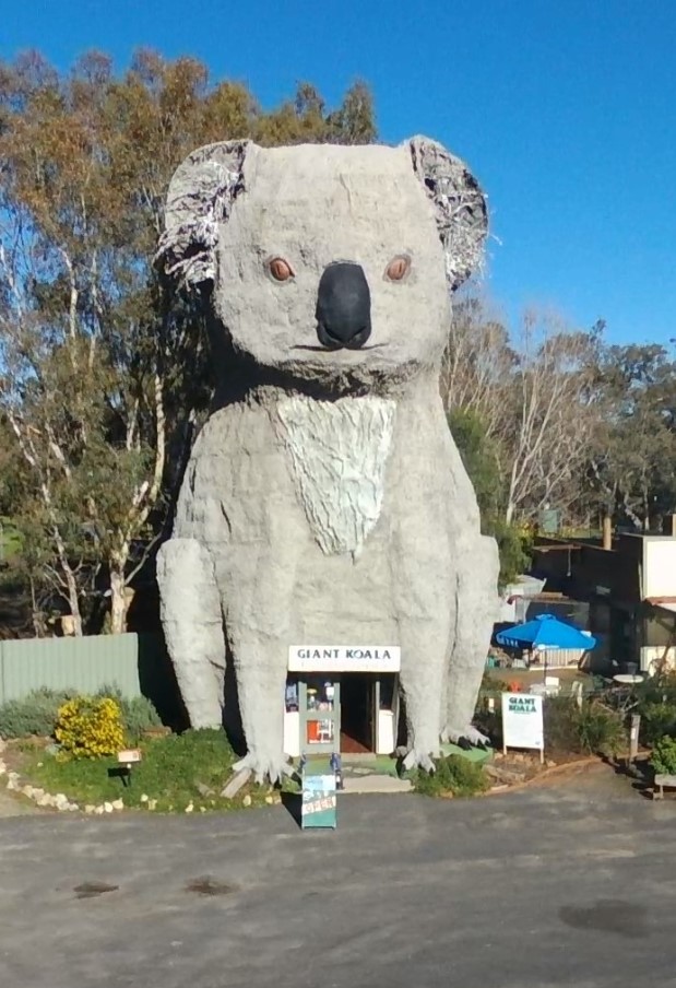 The Giant Koala Photo